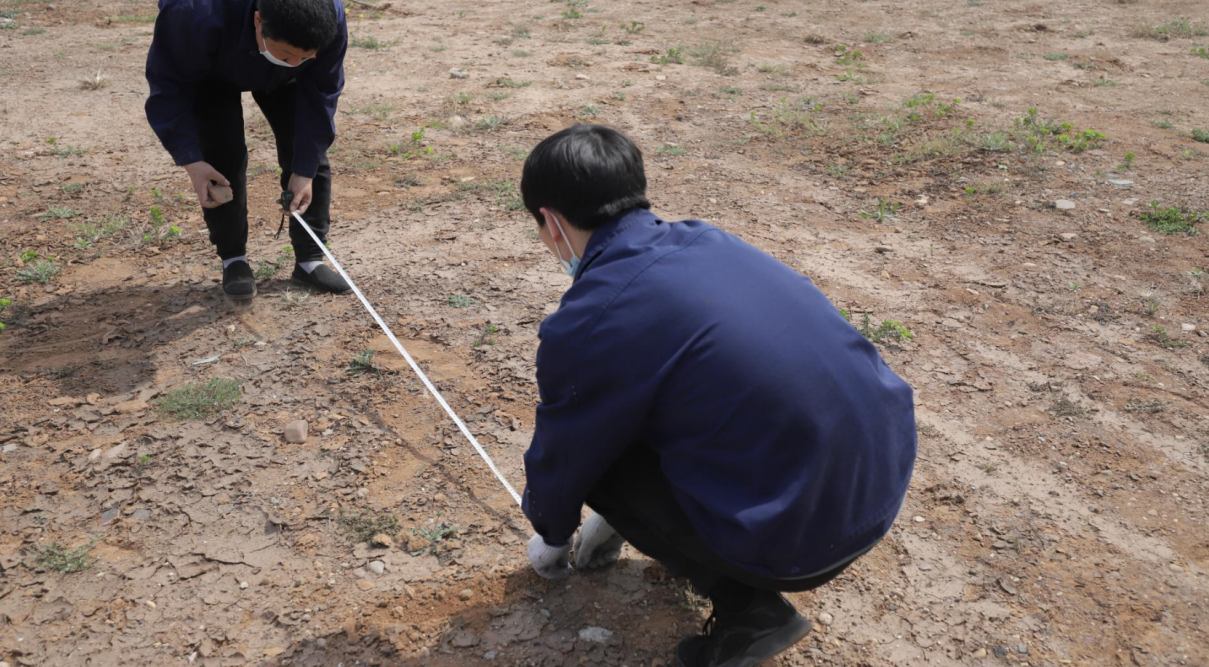 “栽梧桐，，，，引凤凰” 植树迎春，，，，402cc永利集团食物园区新栽18棵梧桐_402cc永利集团